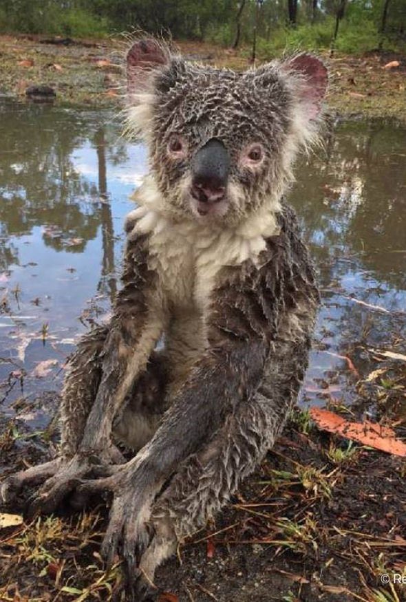 Мокрая коала мокрая коала. Мокрая коала. Злая коала. Мокрая коала. Мокрый.