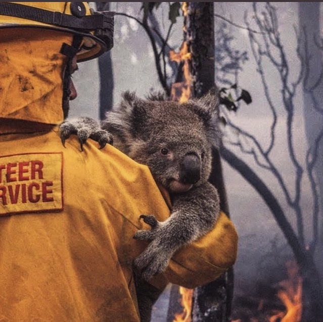 pembetabutfelan's tweet photo. This is very painful. Pray for australia 🙏🏻 #AustralianWildFires https://t.co/1dqp6muwvH