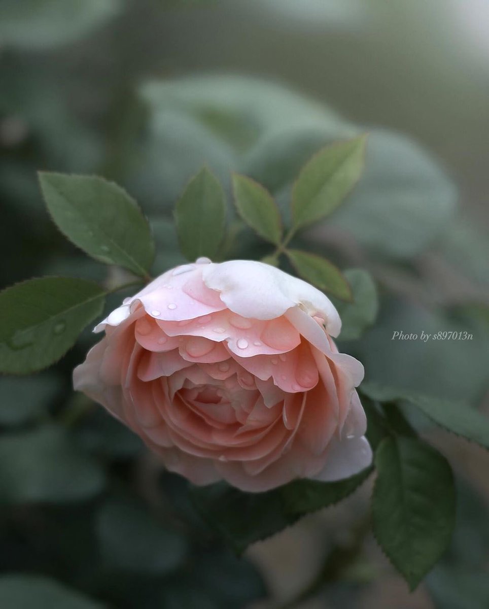 hello66550 tweet picture
