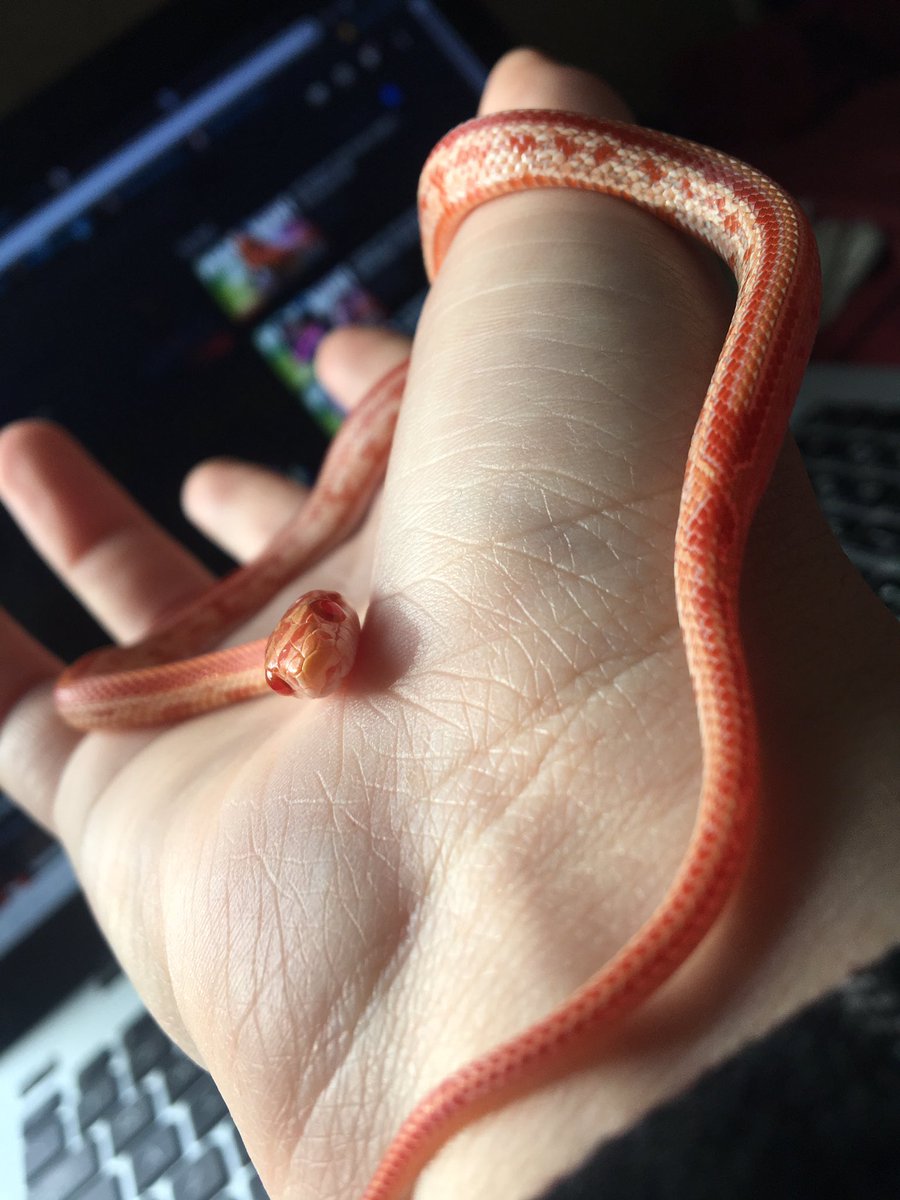 i want to post more of my noodle boy, but not everyone likes snakes. so like tw: snakes in this thread. his name is Solstice, he is an albino corn snake, not really sure how old he is, but him baby.