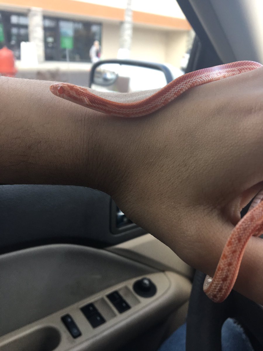 i want to post more of my noodle boy, but not everyone likes snakes. so like tw: snakes in this thread. his name is Solstice, he is an albino corn snake, not really sure how old he is, but him baby.