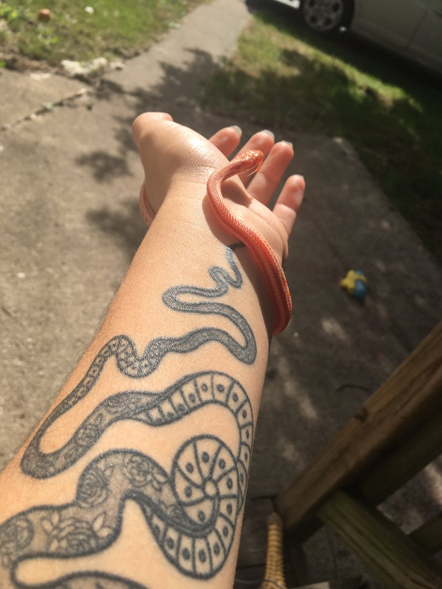 i want to post more of my noodle boy, but not everyone likes snakes. so like tw: snakes in this thread. his name is Solstice, he is an albino corn snake, not really sure how old he is, but him baby.