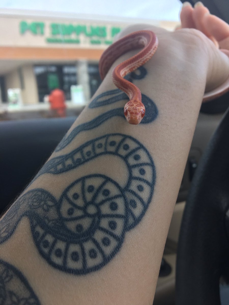 i want to post more of my noodle boy, but not everyone likes snakes. so like tw: snakes in this thread. his name is Solstice, he is an albino corn snake, not really sure how old he is, but him baby.