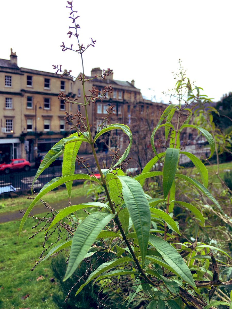 vegmead's tweet image. Our community edible garden in Hedgemead Park needs some volunteer love in 2020. Fancy lending a hand? @VolunteerBANES @wildwalcot @BaNESOutdoors @Bathscape @bathlive @GreenBathNES #bath #volunteer