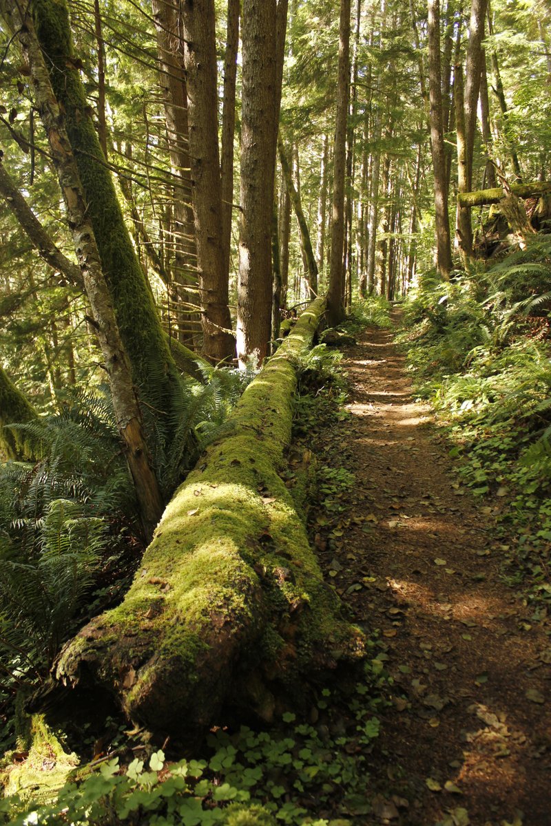 ForestServiceNW's tweet photo. While much of the country’s forests are covered w/a #winter coat, some parts of the Pacific NW are truly evergreen like Siuslaw National Forest along Oregon’s central coast. Deep, ancient cedar and fir forests here are flush w/ferns & mosses all year round. https://t.co/xJMDpdfszv