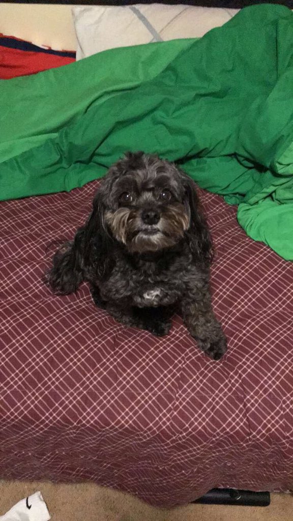 DelanoKnow's tweet image. Thank you for being the must wonderful and loving dog I can ever ask for, was always such a bundle of joy!!! I’m going to miss all the walks, cuddles and play time with you! Wish I was able to give you you’re last walk sam! RIP Sammy Bolton going to miss you dearly!!