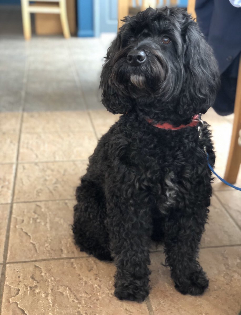 It’s #nationaldogwalkingmonth so we’re #netwalking on Wednesday! Who wants to join us? 9.45am <a href="/shorelinedevon/">Shoreline at Paignton Beach</a> with <a href="/oRoseyo/">Rosey Oakes</a> for Animals in Distress #torbayhour <a href="/Torbay_Hour/">#TorbayHour</a> <a href="/Devon_Partners/">Your Partnerships - Torbay & Teignbridge</a> free event but 25% of anything purchased from Shoreline for AiD