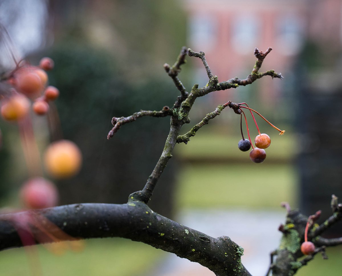 GardenandBook's tweet photo. So love that @DumbartonOaks gardens are FREE during winter months -- until March 14th in fact. Lovely in every season. #gardendc #exposeddc #beatrixferrand #gardenphotography #DCtreasure https://t.co/jnDo7rkcpd