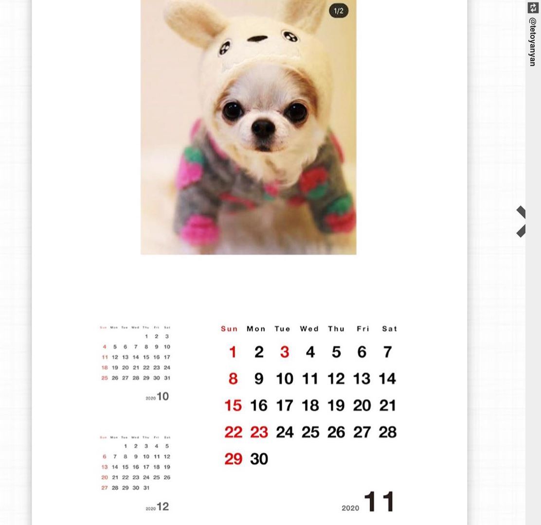 AnyWhoWhere's tweet photo. #テトやんカレンダー #chihuahua #dogs #dogoftwitter https://t.co/l4sL8U8cYn