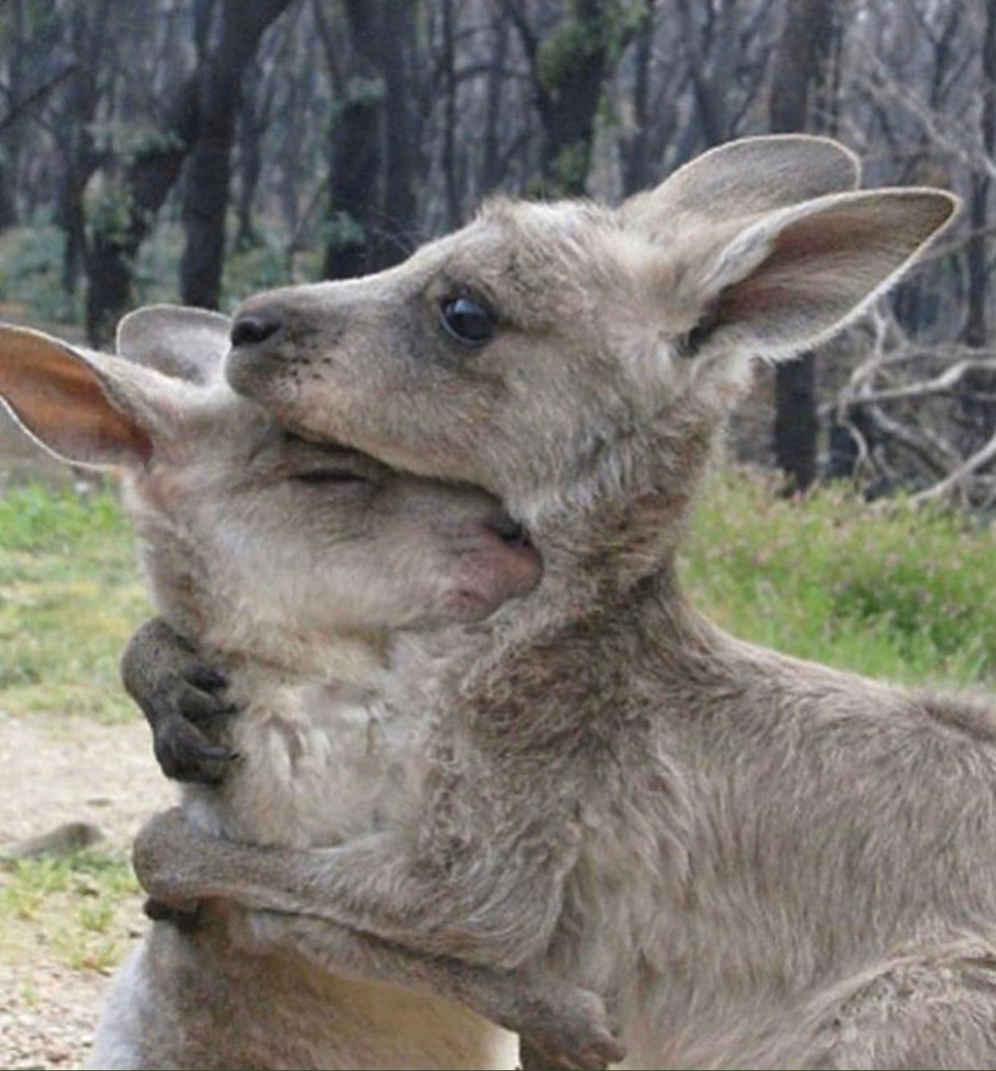 Bana ne ya dünyanın diger ucu diyorsunuz ama lütfen demeyin Hepimiz aynı dünyada yaşıyoruz evrene, iklime doğaya, atmosfere verdiği zarardan dolaylı olarak bizde etkileneceğiz Ve herşeyden önce biz insanız ve nerde bir acı var kalbimiz orada atmalı 😔
#avusturalyayaniyor