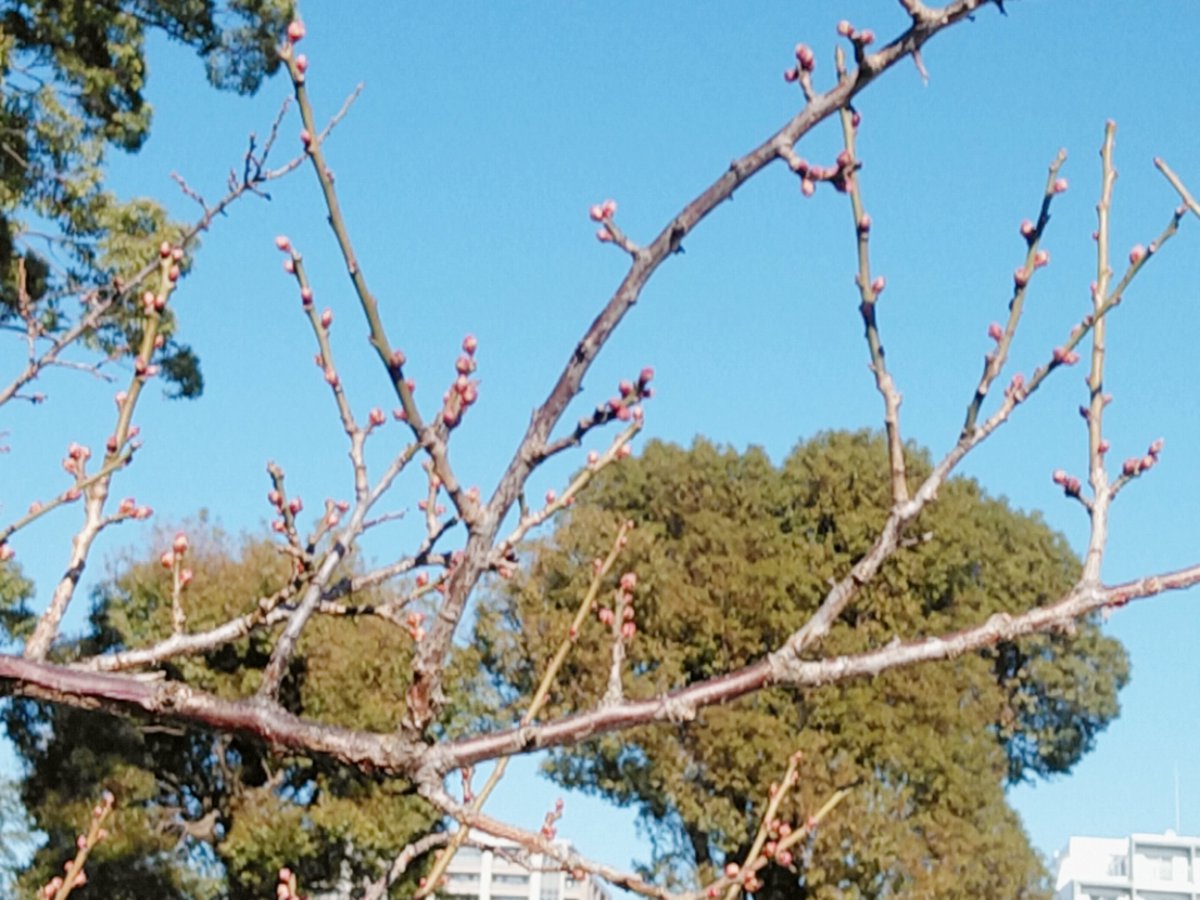 隠家ajito小田原店 お散歩がてらに小田原城へ行ってみました 梅の花 が開花に備えて小さなつぼみを作ってましたよ そしてビックリ Tvの撮影で 石原良純 さんが 小田原城 にいらっしゃってました 本日も 割引 イベント 開催中ですので
