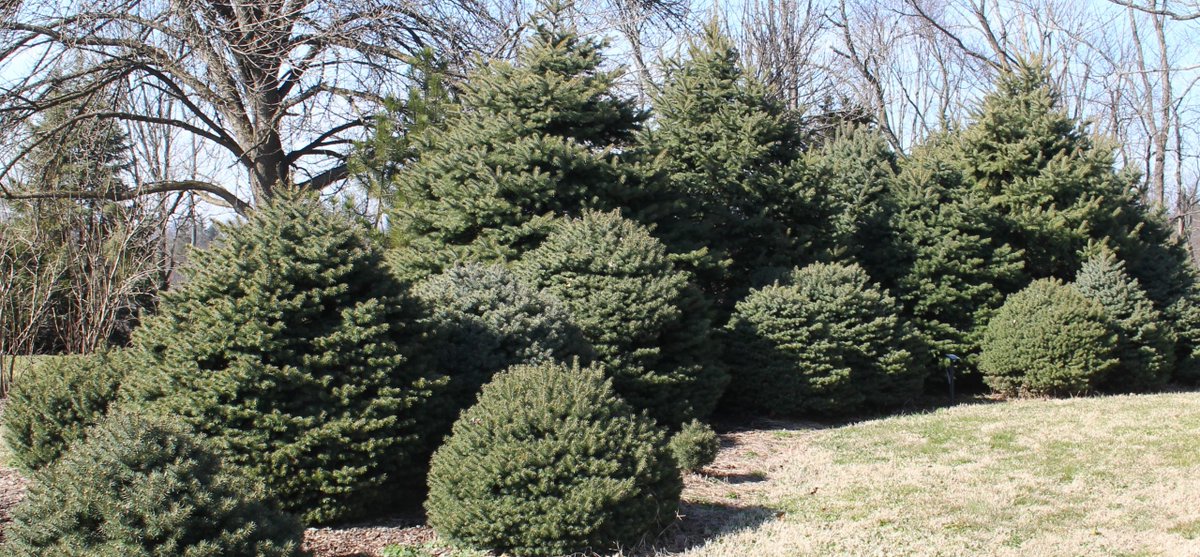 Hard Pruning with Attitude Amid Lingering Dwarf Conifer Issues gardenrant.com/2019/12/hard-p…