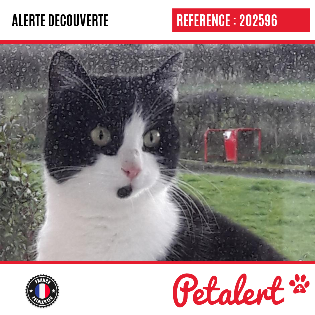 petalert_france's tweet photo. Trouvé #Chat #Rhone #Ouroux #Petalert #PetAlert69 / https://t.co/0nmtbaEDwx https://t.co/0uGLXGzlzw