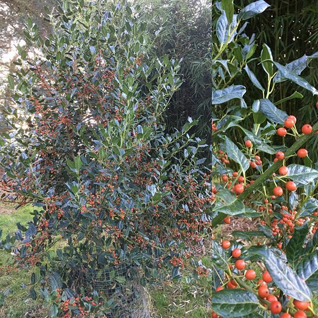 Exoticgardenco's tweet photo. Still laden with berries Ilex ‘Nellie R Stevens’ probably the best choice for providing a reliable long lasting heavy crop of orange red berries. Female clone. Garden on #thesuffolkcoast. #Aldeburgh. #Southwold, #Woodbridge,#Ipswich. #Framlingham. #Suffo… https://t.co/4er8Ezwz6t https://t.co/tf1RgEYgAC