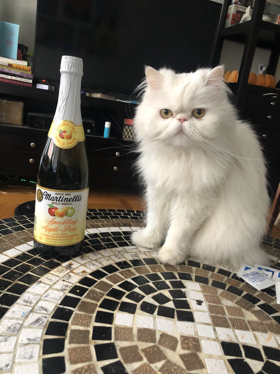misspicklescat's tweet photo. Can someone with thumbs help me out, purrlease!? #catsofinstagram @catsofinstagram #twitterweek https://t.co/nKtPTdGWTv