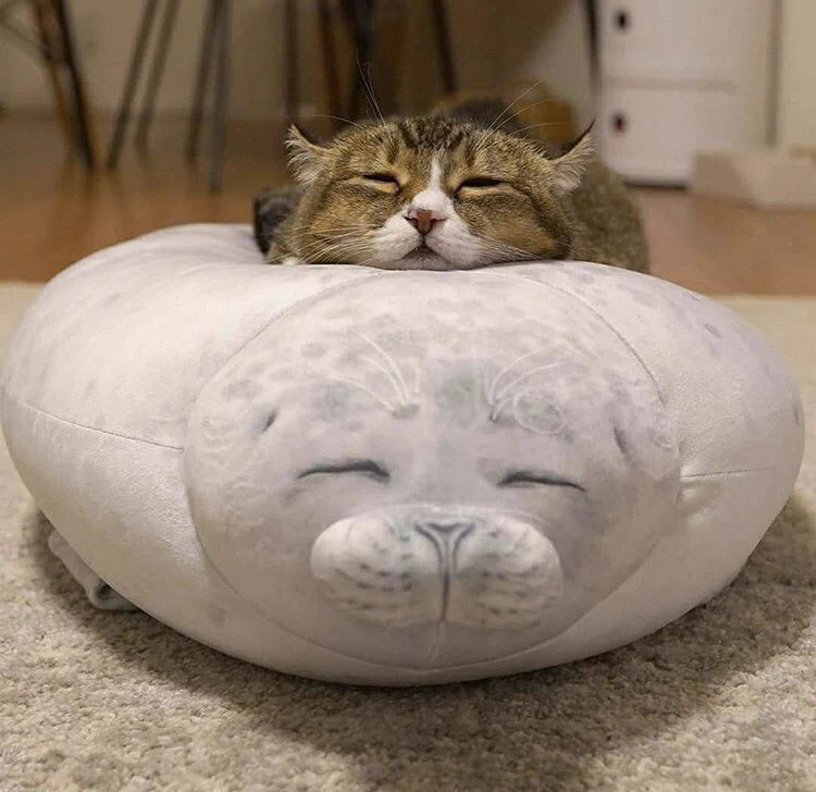 猫とアザラシのぬいぐるみが、完  全  に  一  致wwww