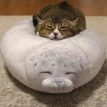 猫とアザラシのぬいぐるみが、完  全  に  一  致!