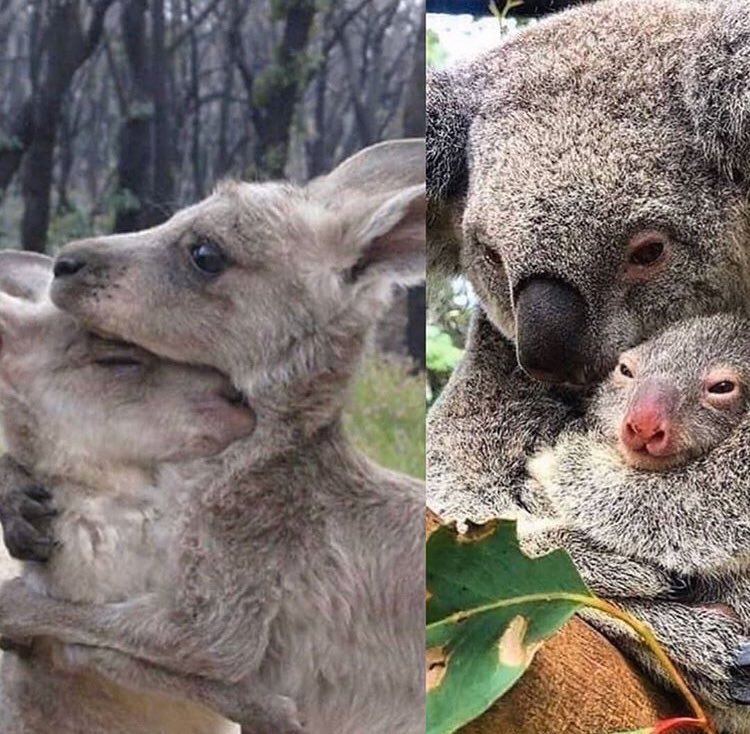 Acı duyabiliyorsan, canlısın. Başkalarının acısını duyabiliyorsan, insansın.. 🙏🏻 #avusturalyayanıyor