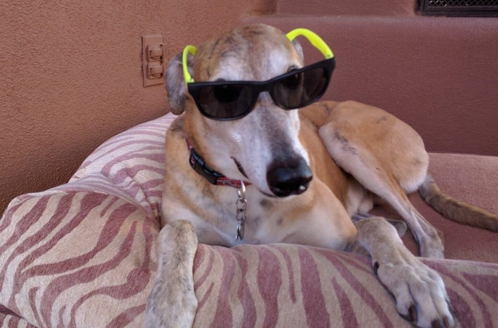 sa_greys's tweet photo. Cool Hounds https://t.co/5zicZOk3QL https://t.co/EhcetBNf2G