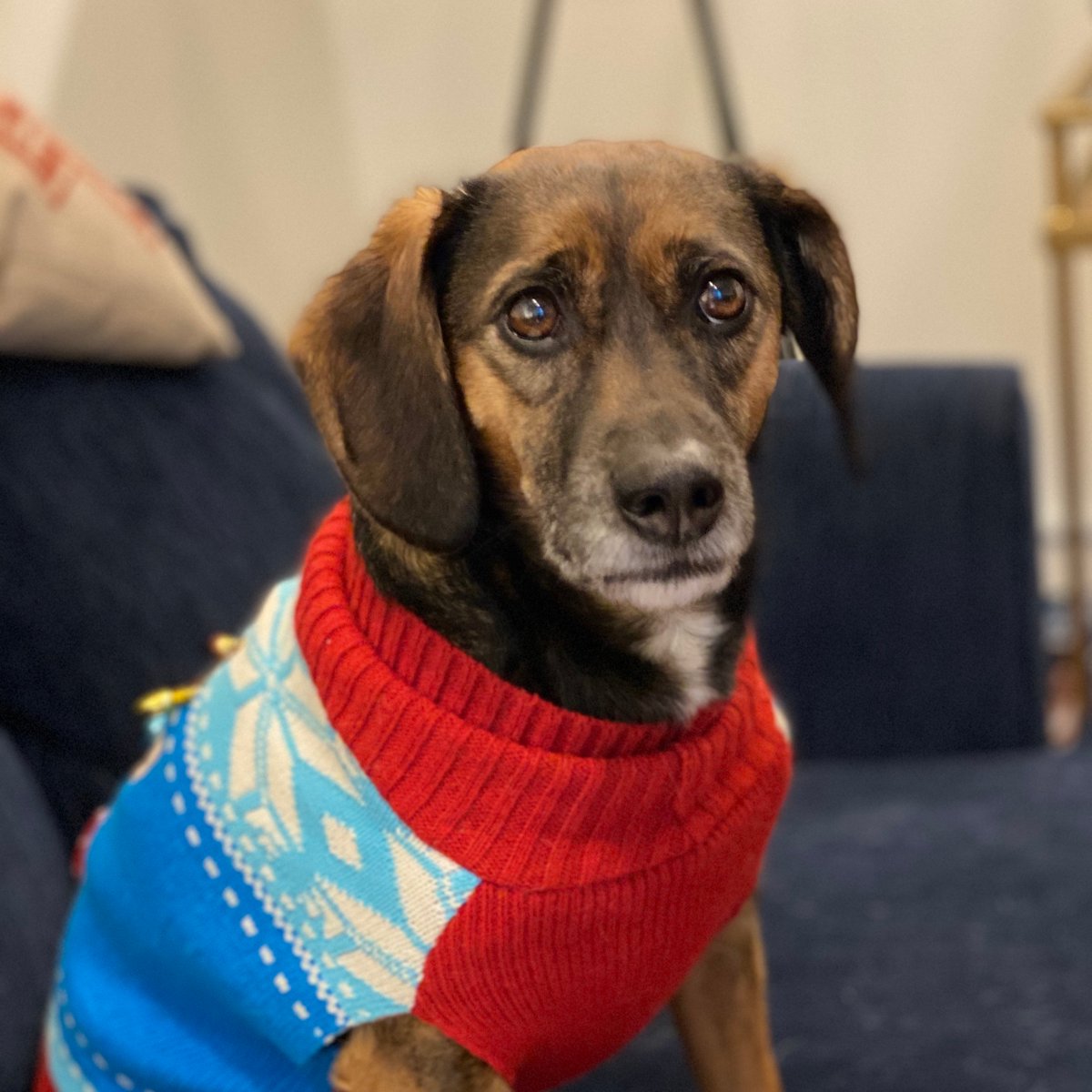 katchow's tweet image. please enjoy this photo of Samson, who is anxious so you don't have to be.