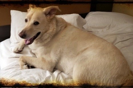NetMD_Noc's tweet photo. Please support my GoFundMe campaign: https://t.co/LXn7aUxgF0 @gofundme https://t.co/4e4MjpUtoI