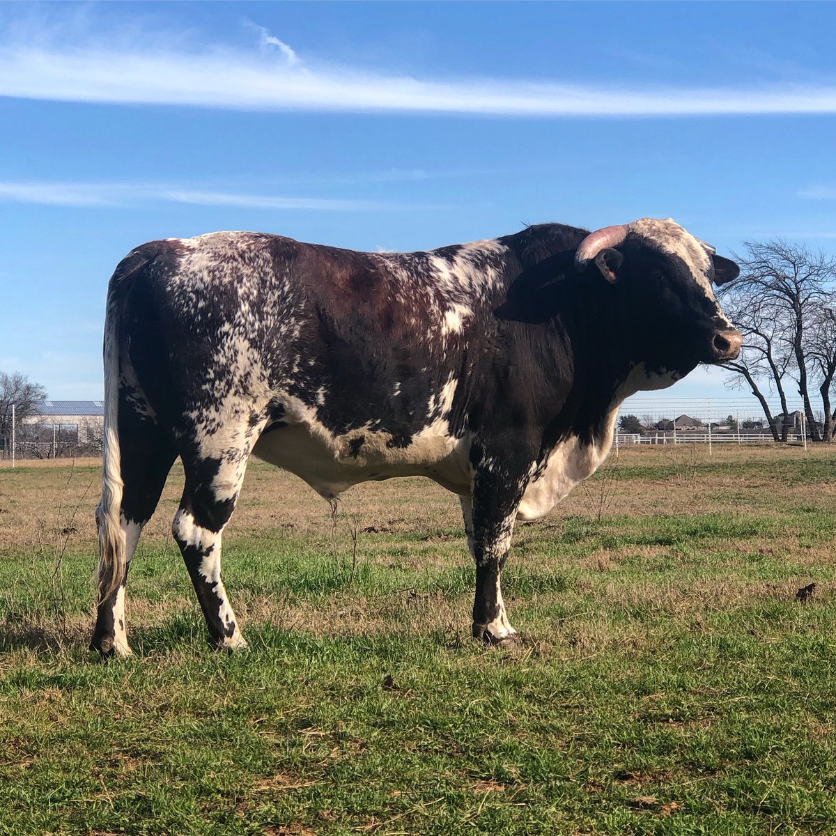 katiepersch's tweet photo. I owe a whole lot to a special roan bull💙
#Shiftin’Gears #McCoyRanches https://t.co/z0aobBIpKU