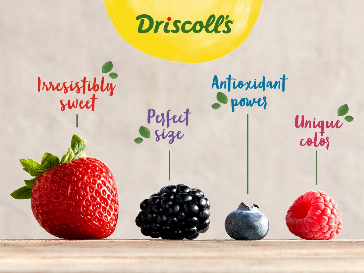 driscollsberry's tweet photo. Our #berries are hand-picked and carefully packed right in the field to ensure quality and freshness when they arrive at your grocer. What's the thing you love most about your favorite #Driscolls #berry? https://t.co/qwR3tdRUk7