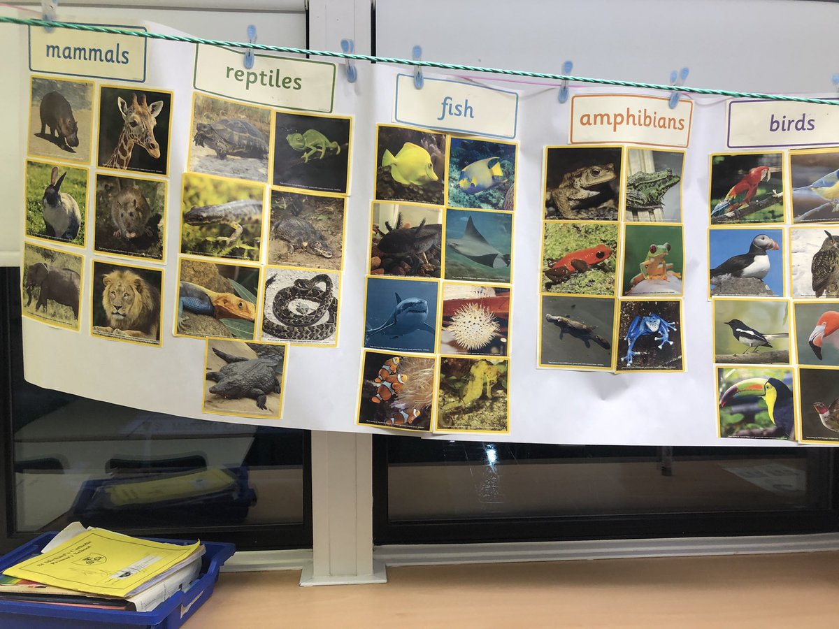 InspirationsStm's tweet photo. What an amazing job everyone did sorting these animals into their vertebrate groups! We studied the characteristics of each and even had a visit from Mrs Rigby #stmLivingThings #stmScience #stmY4Science https://t.co/icz8l3HWsB