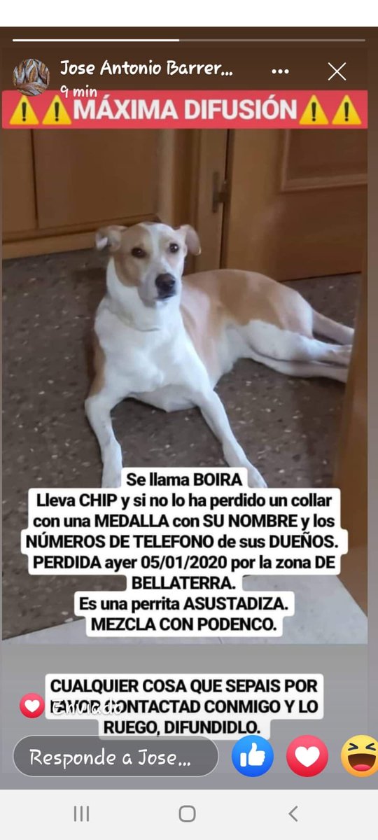 FauraFM_'s tweet photo. Es la perra de una amiga, por favor, DIFUSIÓN 🙏🏻🙏🏻🙏🏻🙏🏻🙏🏻 https://t.co/28cXnmHjcG