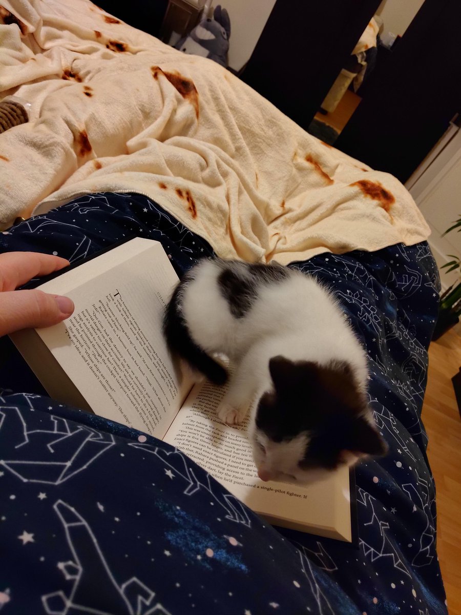 Michael S Cat Day 1 Of Being A Cat Owner Is This My Life Now