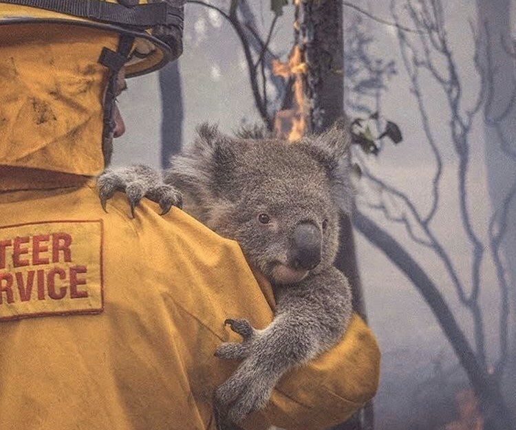 The devastation in Australia is heartbreaking. The cost in lives, property and wildlife is tragic. Our thoughts go out to all involved or under threat. I’ve tagged some charities that would be grateful to receive any donation. Stay safe Oz.  🇦🇺 @WIRES_NSW  <a href="/RedCrossAU/">Australian Red Cross</a> <a href="/NSWRFS/">NSW RFS</a>