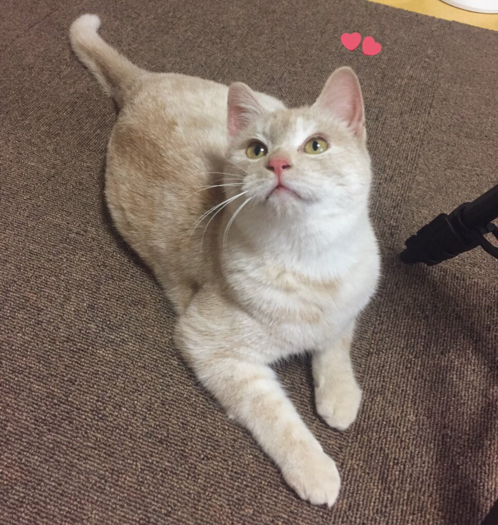 여러분 오래 기다리셨죠😎 드디어❗️삐요의 ✨입양신청✨을 받습니다! 아래의 링크를 누르고 첨부된 입양신청서를 다운받은 후 각 항목에 빠짐없이 답해주세요. 
📍삐요 소개 및 입양조건 안내
ppiyoneedgajok.tistory.com/2
📍입양 신청서 보내실 이메일 주소
ppiyoneedgajok@gmail.com