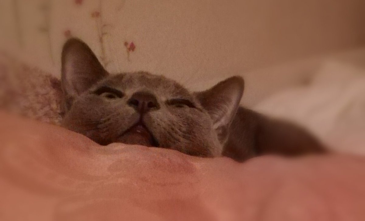 面白い猫 Hashtag On Twitter