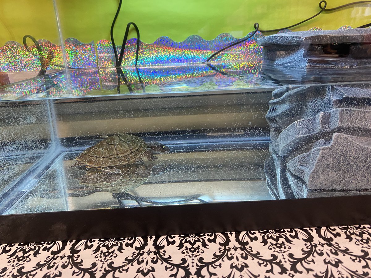 melissa iamarone (@iamaronemelissa) on Twitter photo Meet Emily...the newest addition to room 205. My kiddos have already fell in love with her. They worked very hard to earn her and are so excited to take care of this little turtle. <a href="/CMonterecy/">Courtney Monterecy</a> <a href="/StringfellowSam/">Samantha Stringfellow</a> <a href="/MFogartyES/">Mary E. Fogarty Elementary</a> #Turtle 🐢 Meet Emily...the newest addition to room 205. My kiddos have already fell in love with her. They worked very hard to earn her and are so excited to take care of this little turtle. <a href="/CMonterecy/">Courtney Monterecy</a> <a href="/StringfellowSam/">Samantha Stringfellow</a> <a href="/MFogartyES/">Mary E. Fogarty Elementary</a> #Turtle 🐢