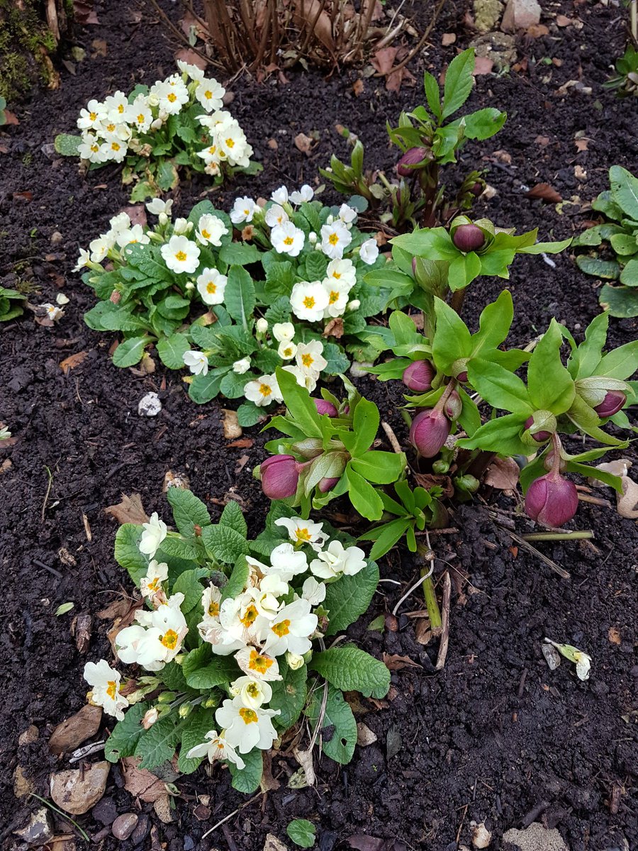 GardenerGregthe's tweet photo. @GardensHour Happy New year #GardensHour First day back at the office here and I'm not sure what day it's or month... 🤔😂 #primroses #hellebore #JanuaryRose https://t.co/yBVR4hA8Bt