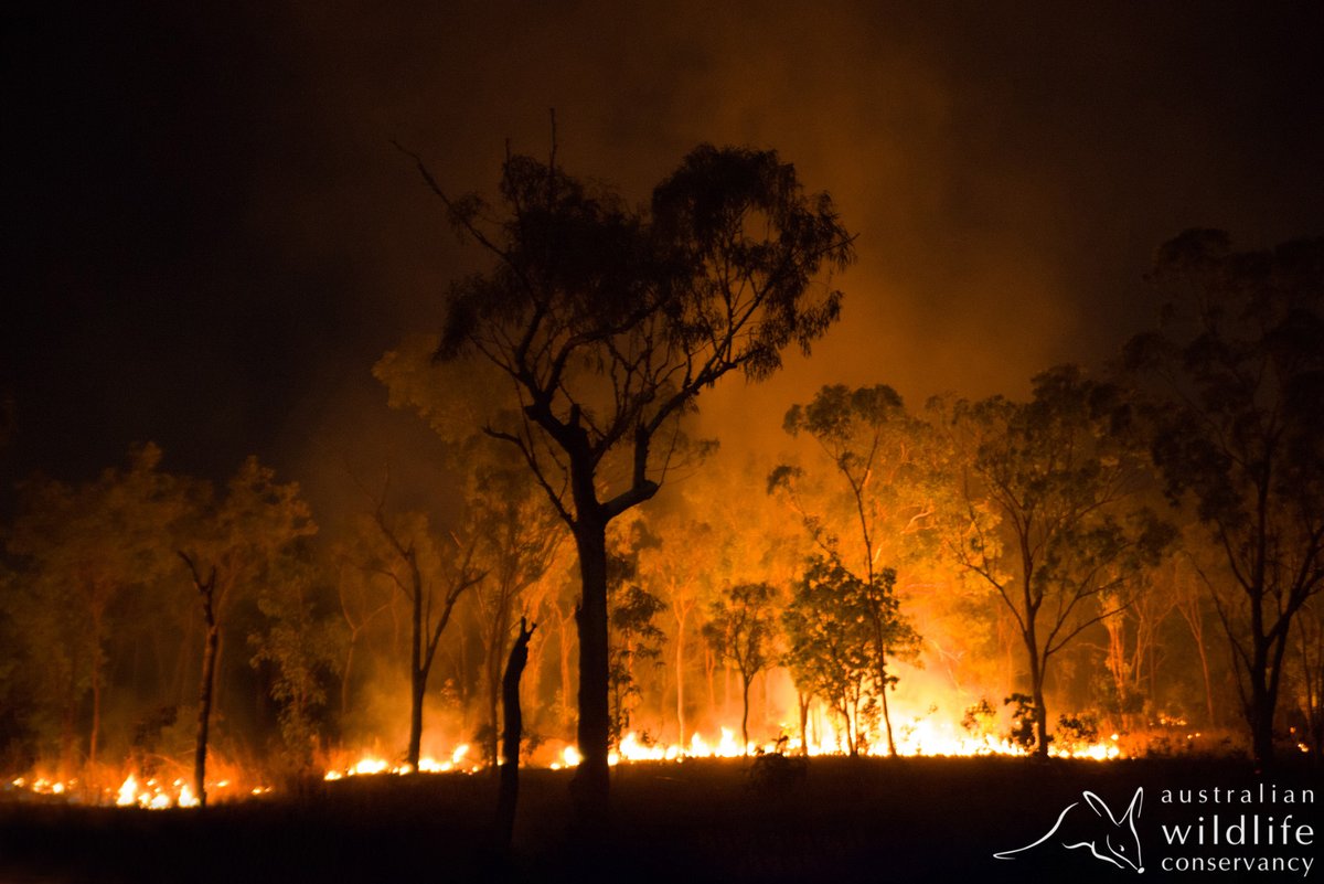 Australian Wildlife Conservancy tweet media