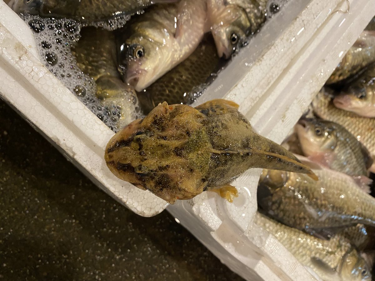 魚の名前教えて