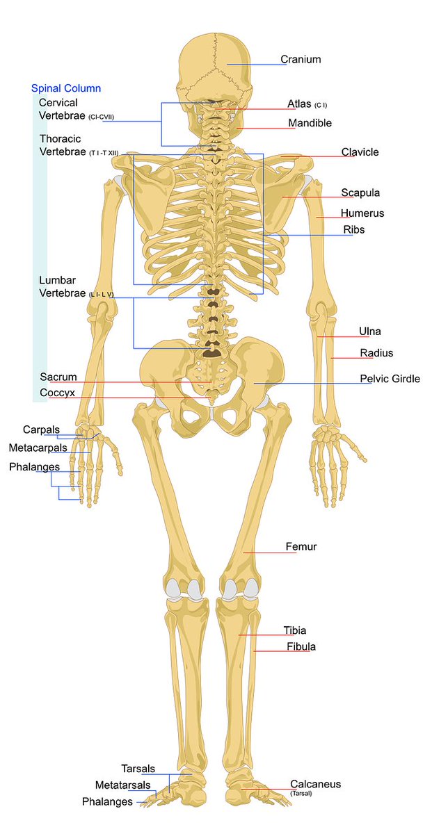 コロウッド 医療英語攻略法 基礎から学ぶ医療英語 Function Of The Skeleton 骨格の機能 Support 支持作用 Movement 運動作用 Protection 保護作用 Storage 貯蔵作用 Rbc Formation 造血作用 医療英語 医学 骨格 T コロウッド 医療英語攻略法 基礎から学ぶ医療英語 Function Of The Skeleton 骨格の機能 Support 支持作用 Movement 運動作用 Protection 保護作用 Storage 貯蔵作用 Rbc Formation 造血作用 医療英語 医学 骨格 T