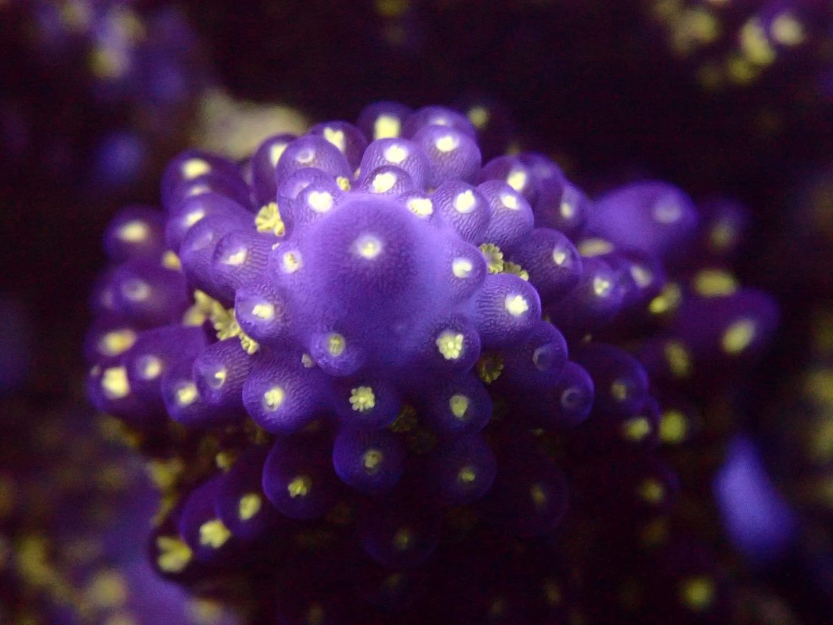 Reefanabolics's tweet image. Fuelled by Reef Anabolics 🤩

Photos courtesy of Stephen from Salty Pets Pty Ltd

Absolutely stunning! 🌈 

#reefanabolics #RA #addicted2fish #reefingmadeeasy #australia #coral #reef #saltwatertank #reeftank #allmymoneygoestocoral #acropora #lpscoral #saltypets #aquarium