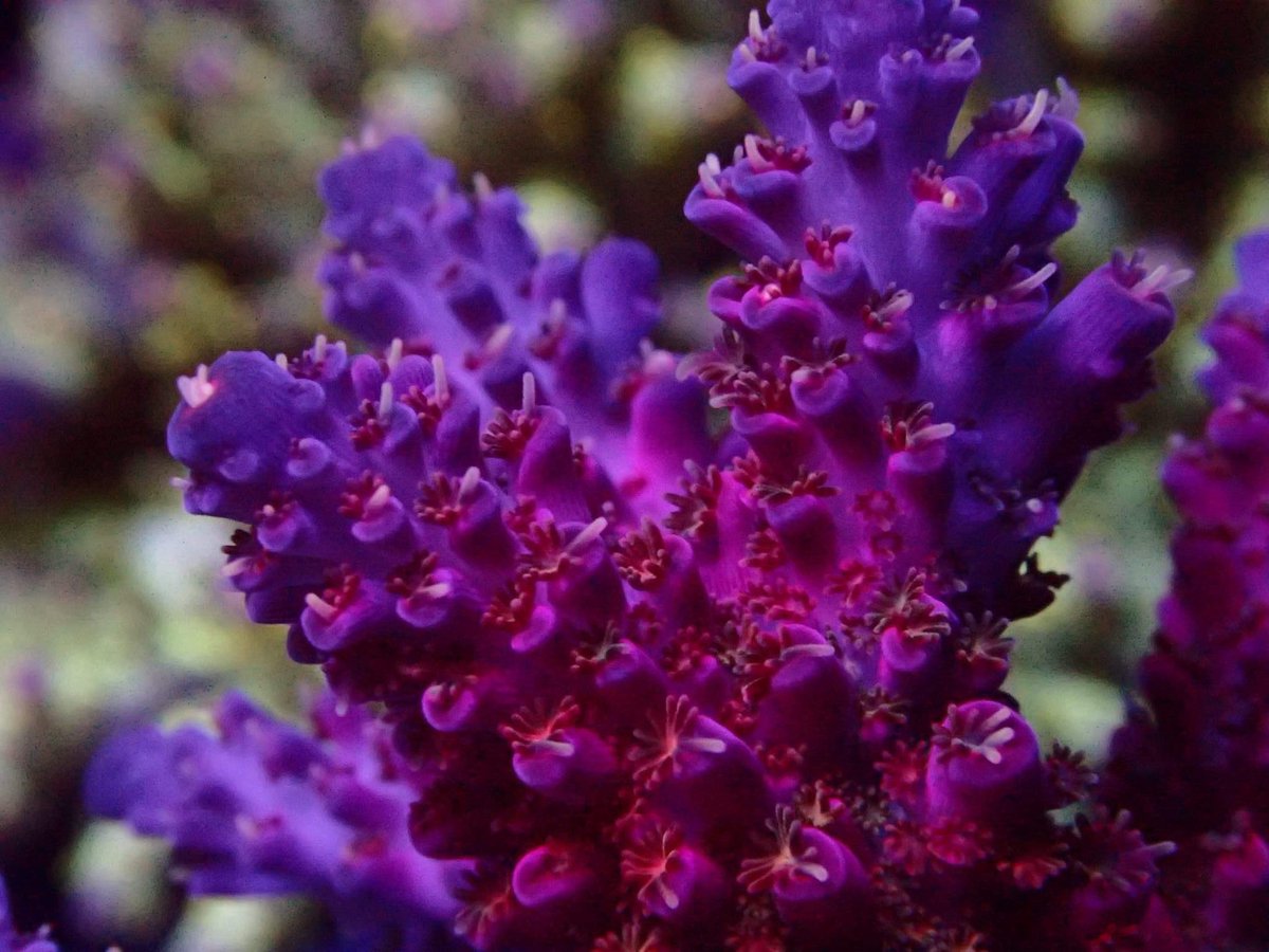 Reefanabolics's tweet image. Fuelled by Reef Anabolics 🤩

Photos courtesy of Stephen from Salty Pets Pty Ltd

Absolutely stunning! 🌈 

#reefanabolics #RA #addicted2fish #reefingmadeeasy #australia #coral #reef #saltwatertank #reeftank #allmymoneygoestocoral #acropora #lpscoral #saltypets #aquarium