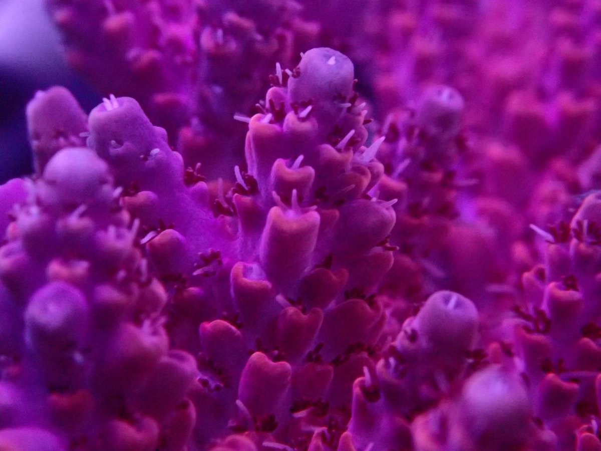 Reefanabolics's tweet image. Fuelled by Reef Anabolics 🤩

Photos courtesy of Stephen from Salty Pets Pty Ltd

Absolutely stunning! 🌈 

#reefanabolics #RA #addicted2fish #reefingmadeeasy #australia #coral #reef #saltwatertank #reeftank #allmymoneygoestocoral #acropora #lpscoral #saltypets #aquarium