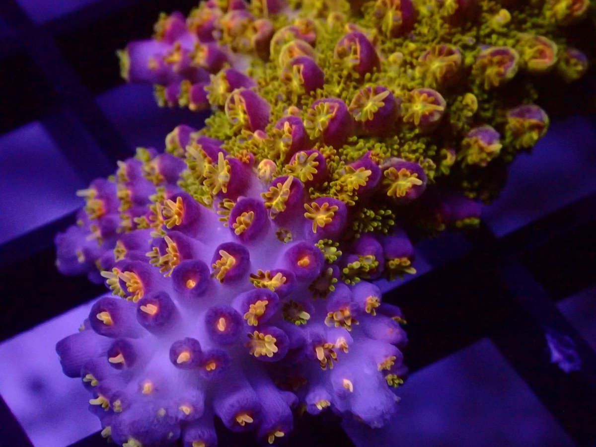 Reefanabolics's tweet image. Fuelled by Reef Anabolics 🤩

Photos courtesy of Stephen from Salty Pets Pty Ltd

Absolutely stunning! 🌈 

#reefanabolics #RA #addicted2fish #reefingmadeeasy #australia #coral #reef #saltwatertank #reeftank #allmymoneygoestocoral #acropora #lpscoral #saltypets #aquarium