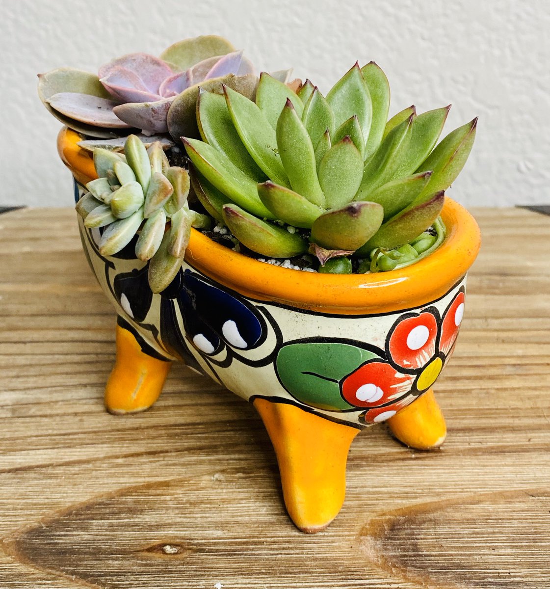 #Talavera #succulents #echeveria