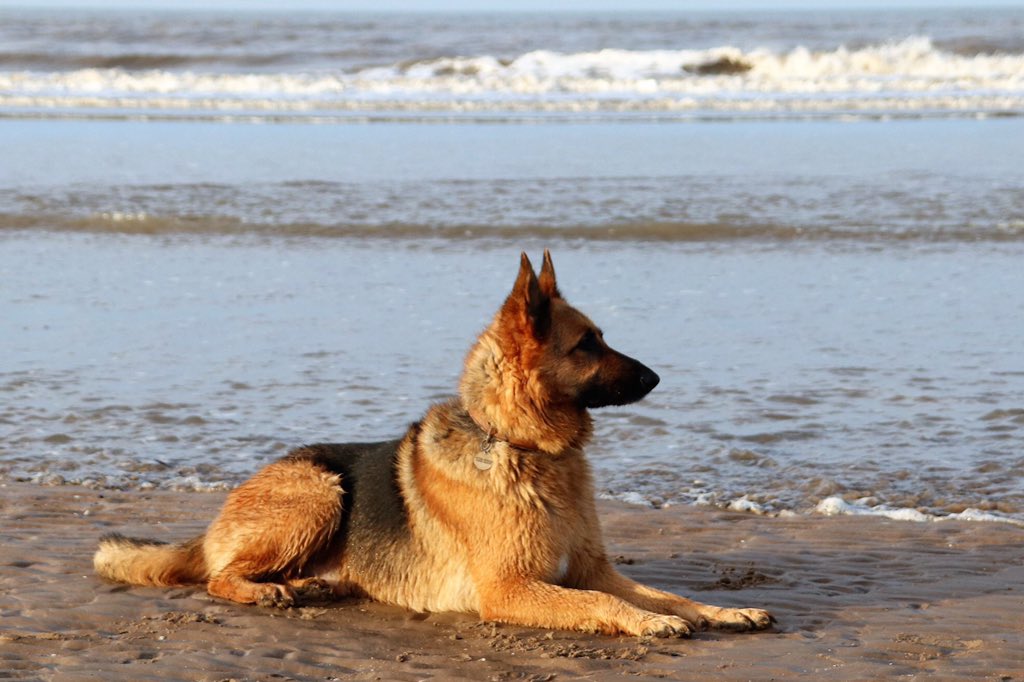 Oldburkie's tweet image. Kush, Blackpool South Shore. @gsdlover