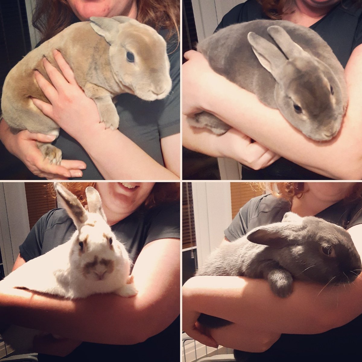 njaynej's tweet photo. My 4 babies, Thor, Loki, Tabitha and Rhiley. #mykidshavepaws #bunnymummy #AdoptDontShop @RabbitRWAF @PRabbitDesign #dontbreed #Rescue #rabbits #houserabbits #bunnylove #mymotivation https://t.co/mcVrxa13Gt