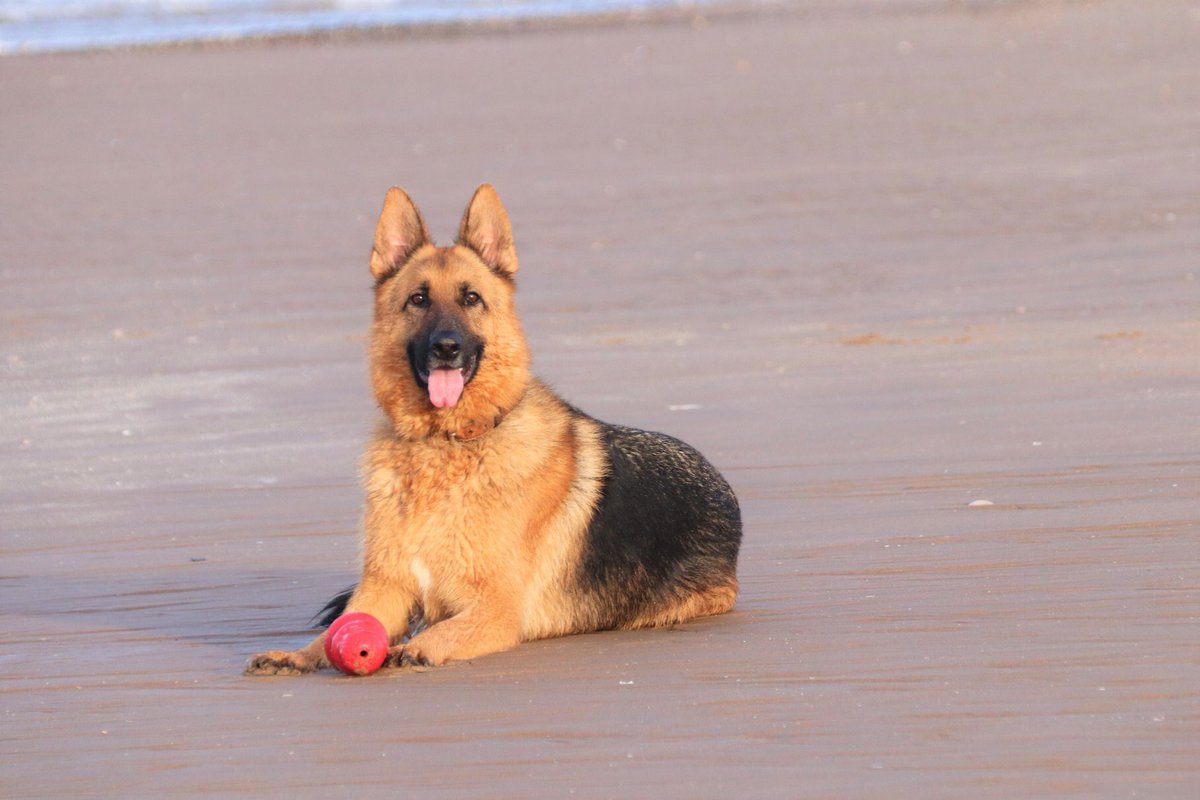 Oldburkie's tweet image. Kush, Blackpool Beach. @gsdlover