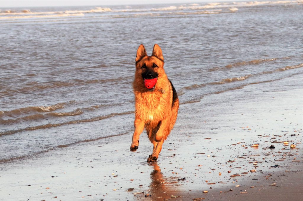 Oldburkie's tweet image. Kush, Kong fun. @gsdlover