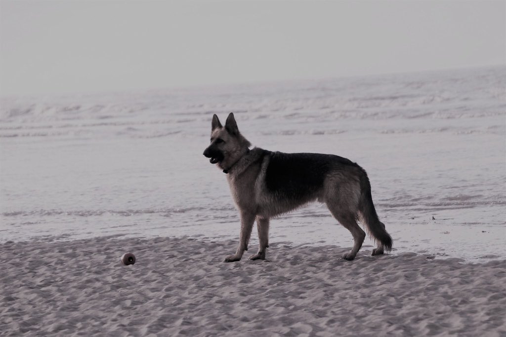 Oldburkie's tweet image. Kush, @gsdlover