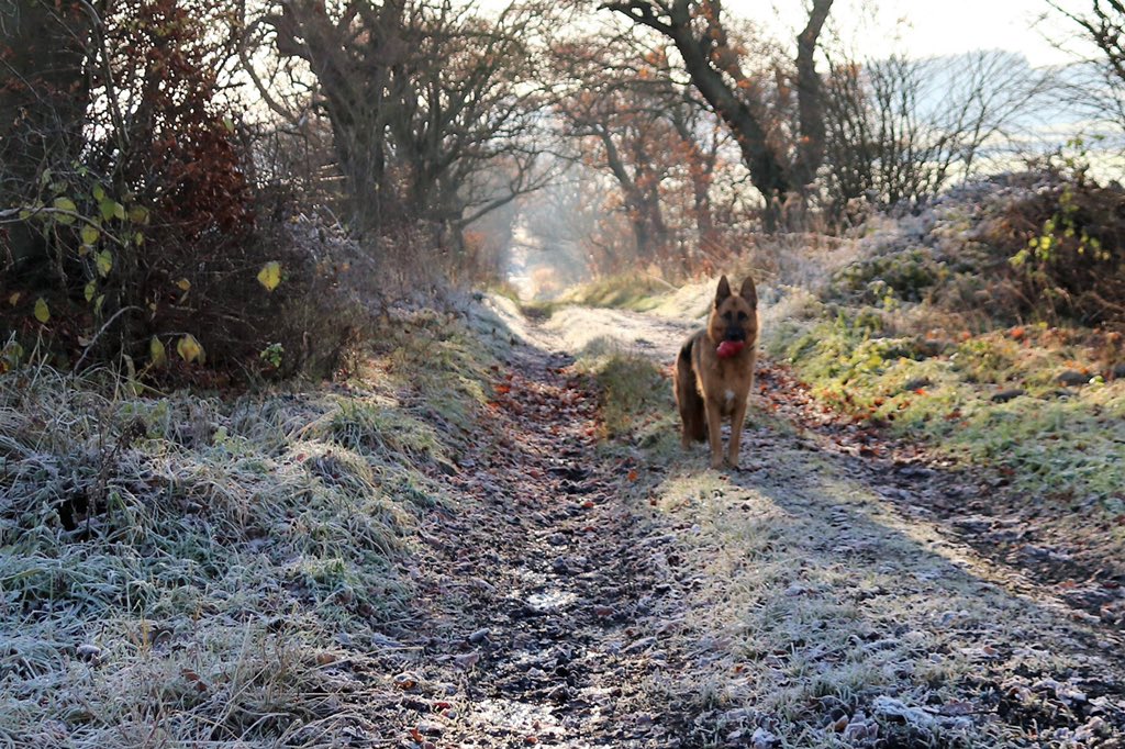 Oldburkie's tweet image. Kush,Cold and Frosty Morning.. @gsdlover