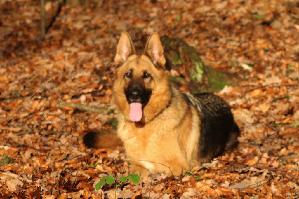 Oldburkie's tweet image. Kush,Autumn dog. @GSDlover